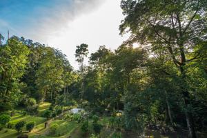 Rest Pause Rainforest Retreat