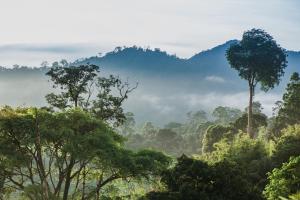Rest Pause Rainforest Retreat