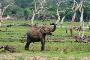 Chena Huts, Tala-Palatupana, Wildlife tourism zone, Yala, Tissamarama 82000, Sri Lanka.