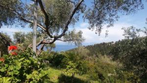 Rania's Cottage Paxoi Greece