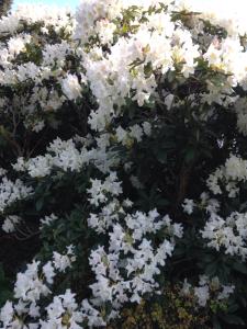 Arrive & Relax - Volkmar