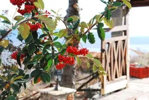 Vernon Villa Stone 1887 - 尼姆法奥