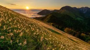 Apartment Rose - 耶塞尼采