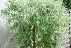 Glück Auf im Pott - Bottrop