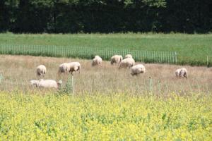 B&B / Chambres d'hotes La Ferme de Gorgeat : photos des chambres