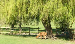 Hotels Hotel Les Suites - Domaine de Crecy : photos des chambres