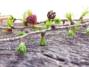 Gästeheim Pötscher