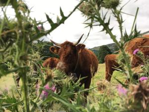 B&B / Chambres d'hotes Chez Mary Elise : photos des chambres