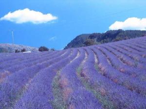 Villas The Provence Villa : photos des chambres