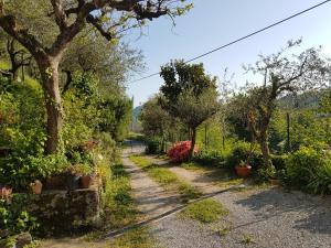 Tra gli olivi