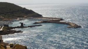 Cavalluccio Marino img35