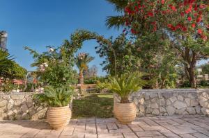 Olive Tree Apartment Zakynthos Greece