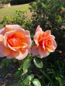 Rose Cottage