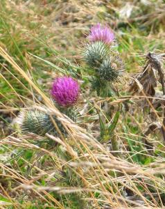 Torridon Guest House