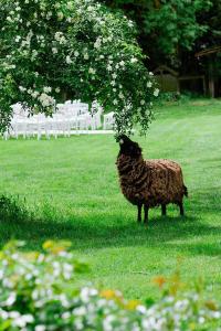 B&B / Chambres d'hotes Le Mouton : photos des chambres