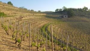 Maisons de vacances les vignes Ardechoises - Peuplier : Maison de Vacances
