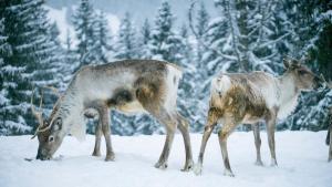 Appartements Les Chalets Autrichiens - Megeve : photos des chambres