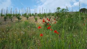 Maisons de vacances les vignes Ardechoises - Peuplier : photos des chambres