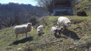 Maisons de vacances les vignes Ardechoises - Peuplier : photos des chambres