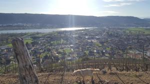 Maisons de vacances les vignes Ardechoises - Peuplier : photos des chambres
