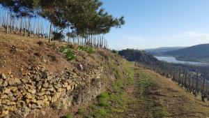 Maisons de vacances les vignes Ardechoises - Peuplier : photos des chambres