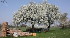 Am Siegelbächle Berg blickt