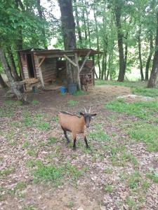 Maisons de vacances L occitane : photos des chambres