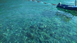 Apartmani Jovanovic, Apartmány - Luštica