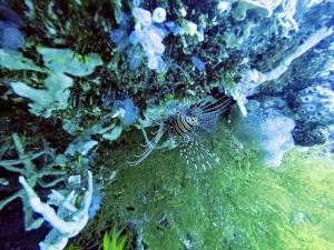 Pondok Rahayu Guest House