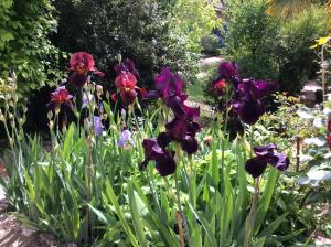 Clos des Iris