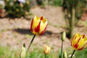 Apartment Ptačí Dům