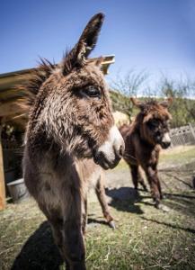 B&B / Chambres d'hotes Refuges en ville : photos des chambres