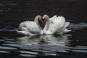 Apartments Koledniki