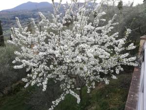 Hytte villa Ada Belriguardo Sarteano Italia