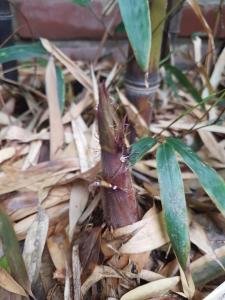 Gongsimga Hanok Guesthouse