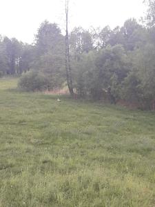 Zagroda z Antonówką