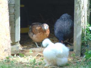 La chauviere photo 21