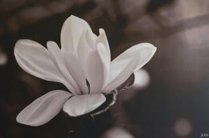 Sejours a la ferme Au Jardin Fleuri : photos des chambres