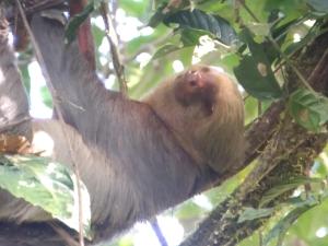 Casita happy feet and tours corcovado