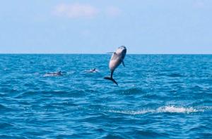 Blue Whale Resort & Kite Surfing