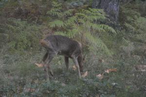 Sejours a la campagne Cabane en foret : photos des chambres