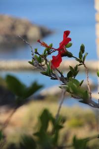 Cozy Guesthouse - Agios Romanos Tinos Greece