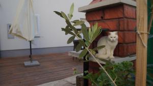 Apartmani Filip Zadar Diklo