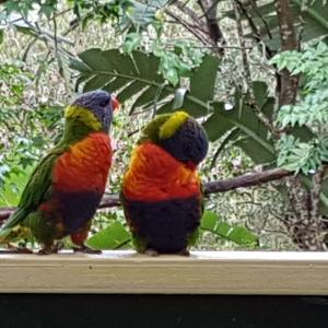 Avoca Beach "Cape Cottage"