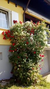 Am Siegelbächle Berg blickt