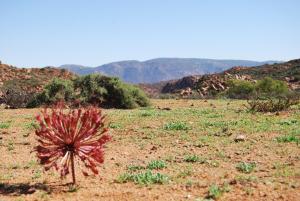 Platbakkies Farm Retreat