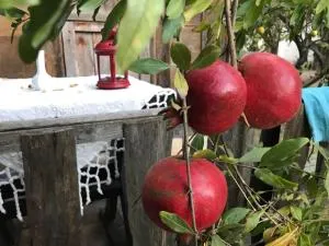 Hane-i Keyif Pension - Atbükü