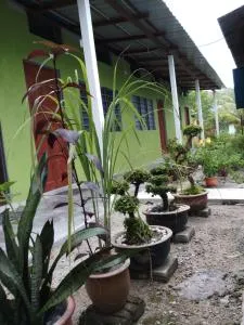 Tony’s Guesthouse at Teluk Bahang - 卧佛