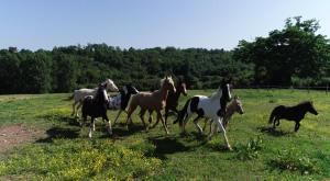 Maisons de vacances Gite equestre Domaine des Crins - Biron : photos des chambres