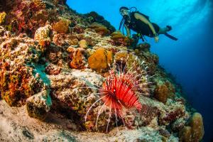 Mudhdhoo Island, Baa Atoll, Maldives.